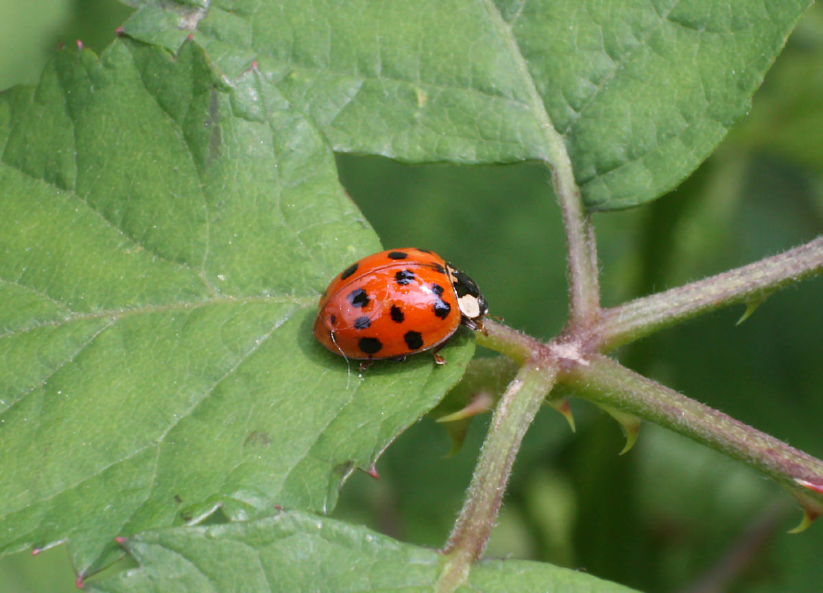 Harmonia axyridis ?